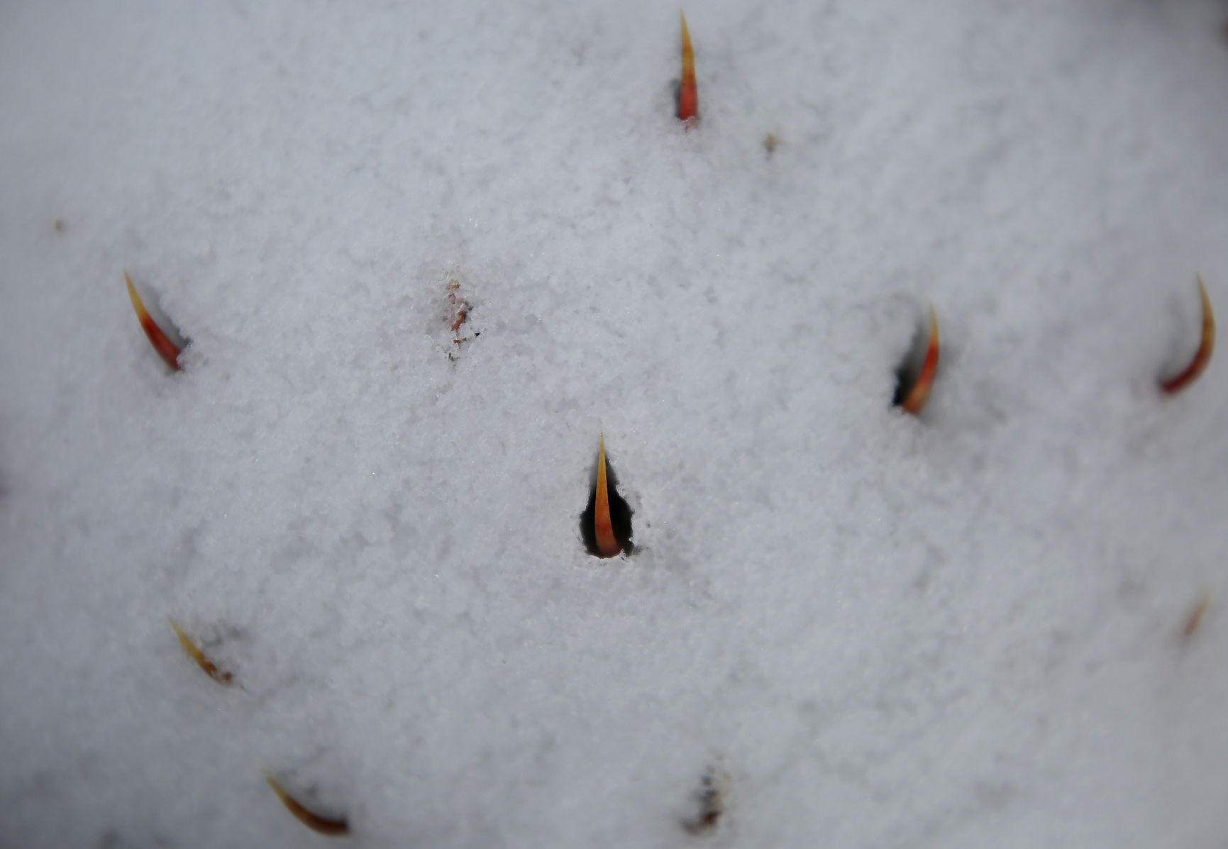 Snow in Southern Arizona